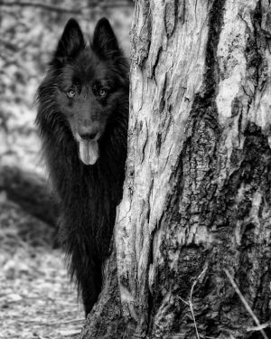 WolfCub peeking out from behind a tree.jpg